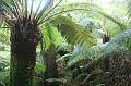 Tree fern gully, Pirianda Gardens IMG_7211